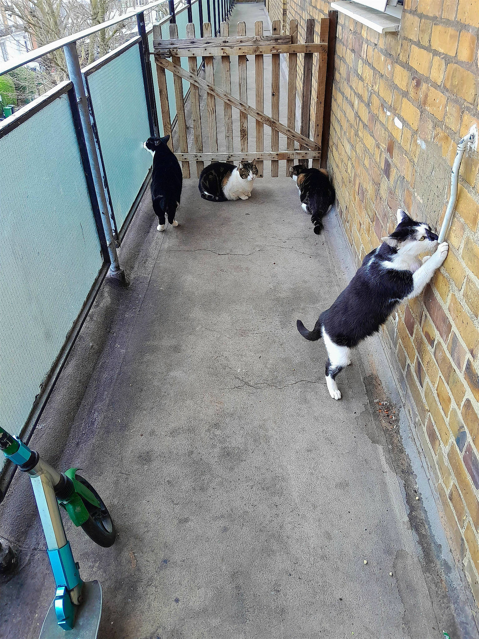 Bow joined the competition — help win amazing prizes! asphalt, automotive_tire, canidae, carnivore, cat, companion_dog, dog_breed, felidae, fence, flooring, fur, grass, handrail, machine, road_surface, sidewalk, small_to_medium_sized_cats, sporting_group, tail, wood