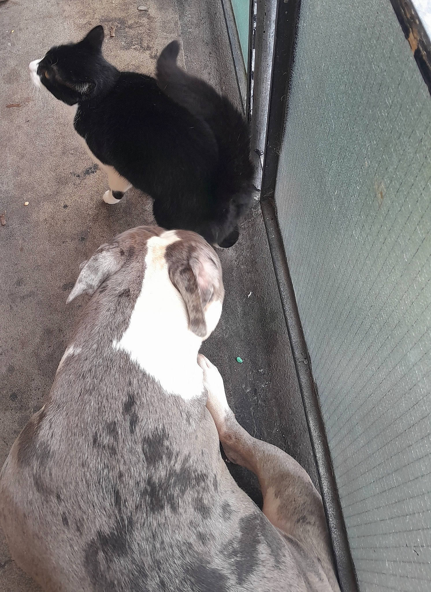 Chuckles joined the competition — help win amazing prizes! black, canidae, carnivore, cat, dog_breed, domestic_short_haired_cat, fawn, felidae, fur, human_leg, light, paw, small_to_medium_sized_cats, snout, sporting_group, stairs, tail, tints_and_shades, vehicle_door, whiskers