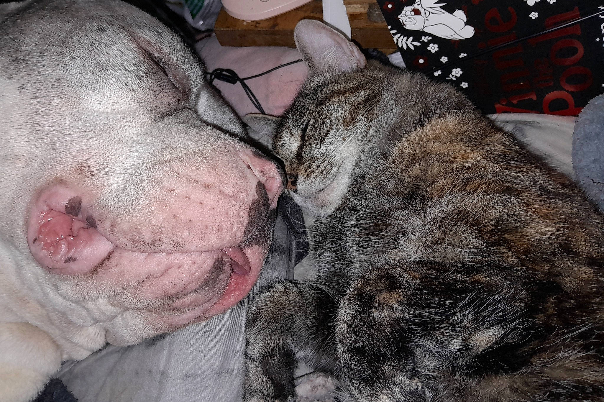 Chuckles is registered to the contest to win money with this photo: carnivore, cat, claw, comfort, dog_breed, domestic_short_haired_cat, fawn, felidae, fur, grey, nap, paw, small_to_medium_sized_cats, sporting_group, terrestrial_animal, whiskers, wrinkle