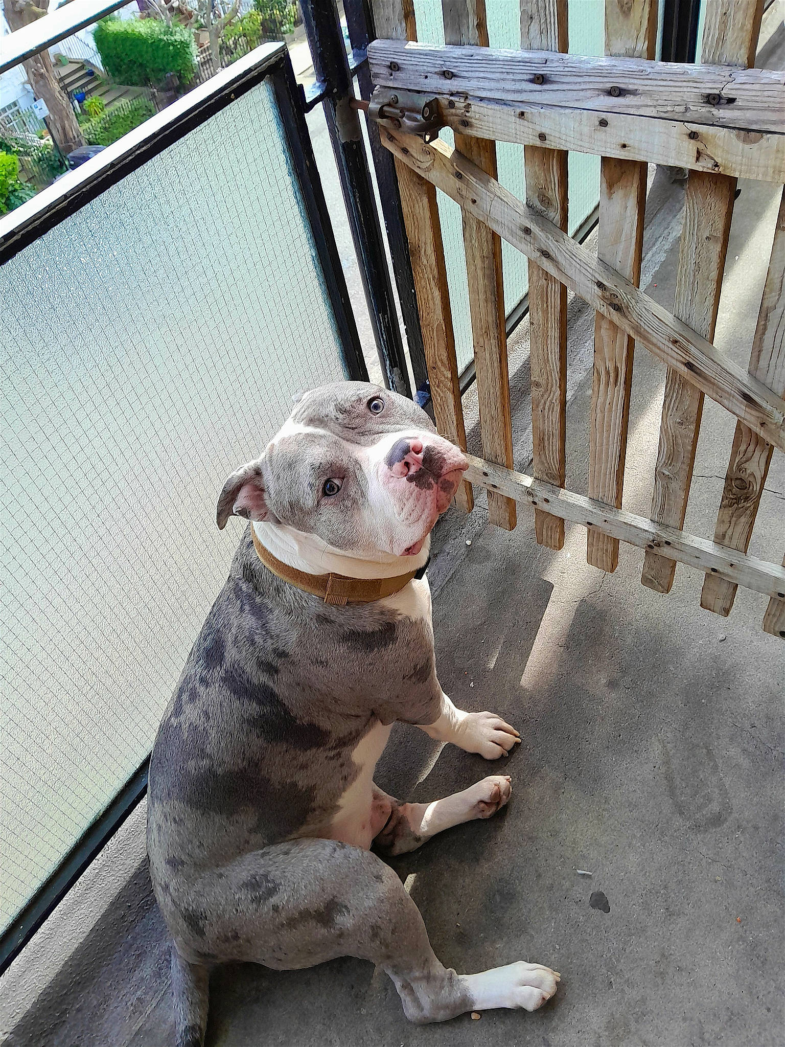 Chuckles joined the competition — help win amazing prizes! canidae, carnivore, collar, companion_dog, dog, dog_breed, dog_collar, fawn, fence, grey, guard_dog, pet_supply, plant, snout, tail, terrestrial_animal, toy, whiskers, wood, working_animal