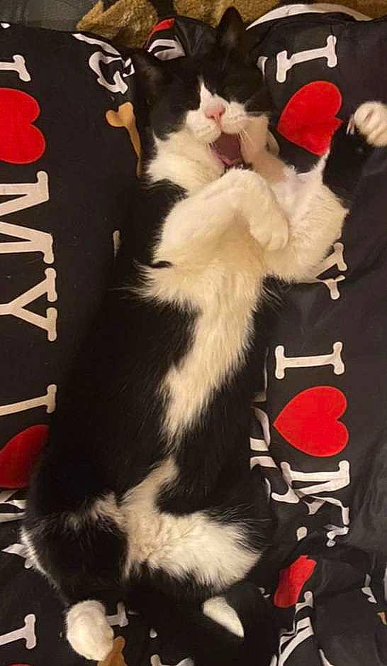 Anarchy joined the competition — help win amazing prizes! canidae, carmine, carnivore, cat, claw, comfort, companion_dog, dog_breed, event, felidae, formal_wear, fur, lap, mammal, paw, small_to_medium_sized_cats, tail, whiskers