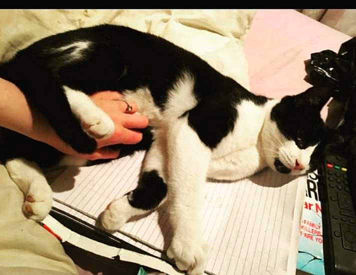 Anarchy is registered to the contest to win money with this photo: box, carnivore, cat, claw, comfort, domestic_short_haired_cat, felidae, fur, nap, packaging_and_labeling, paw, pet_supply, small_to_medium_sized_cats, tail, whiskers