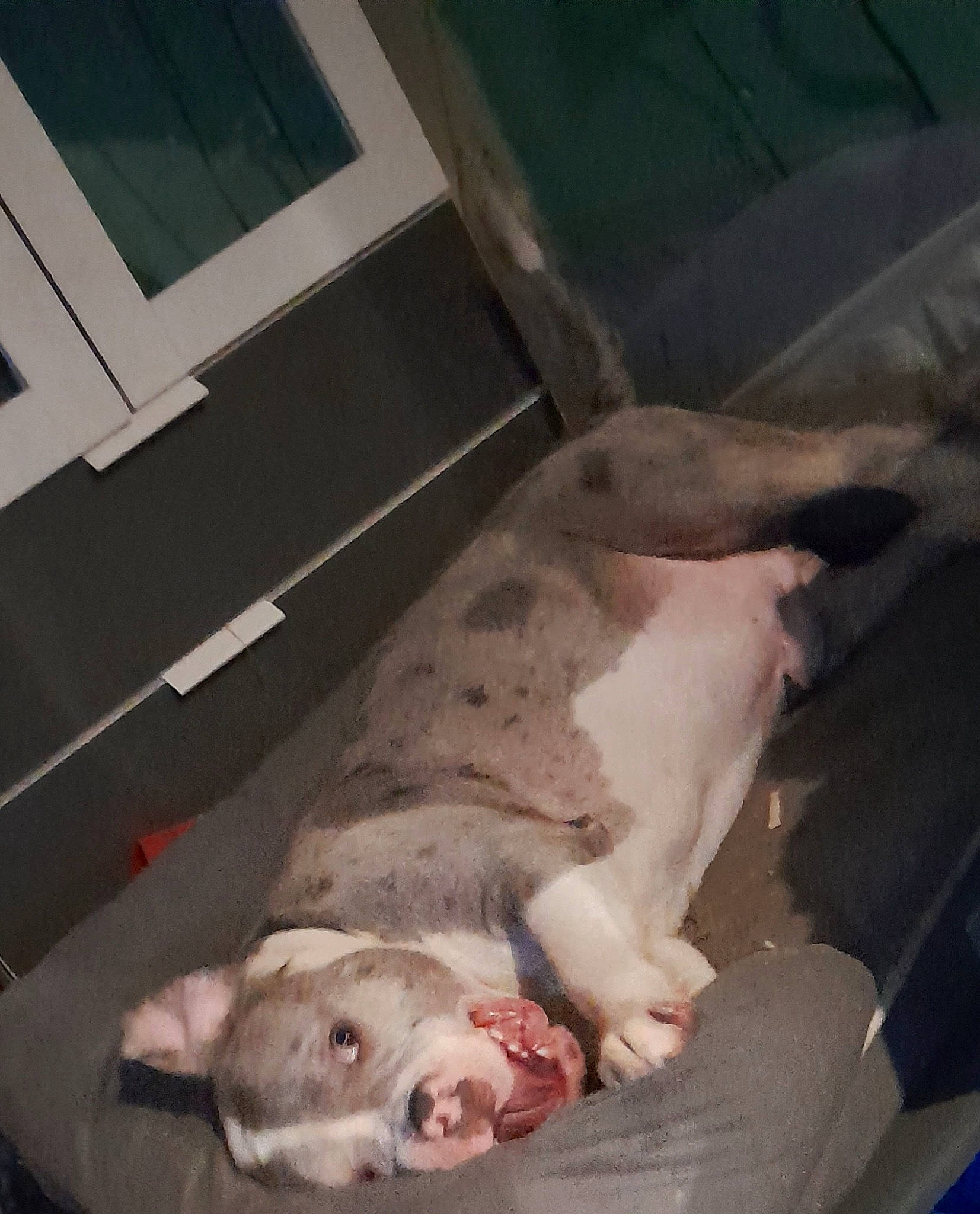 Chuckles is registered to the contest to win money with this photo: canidae, carnivore, comfort, companion_dog, dobermann, dog, dog_breed, dogo_argentino, fawn, flesh, fur, non_sporting_group, snout, sporting_group, tail, terrestrial_animal, working_animal