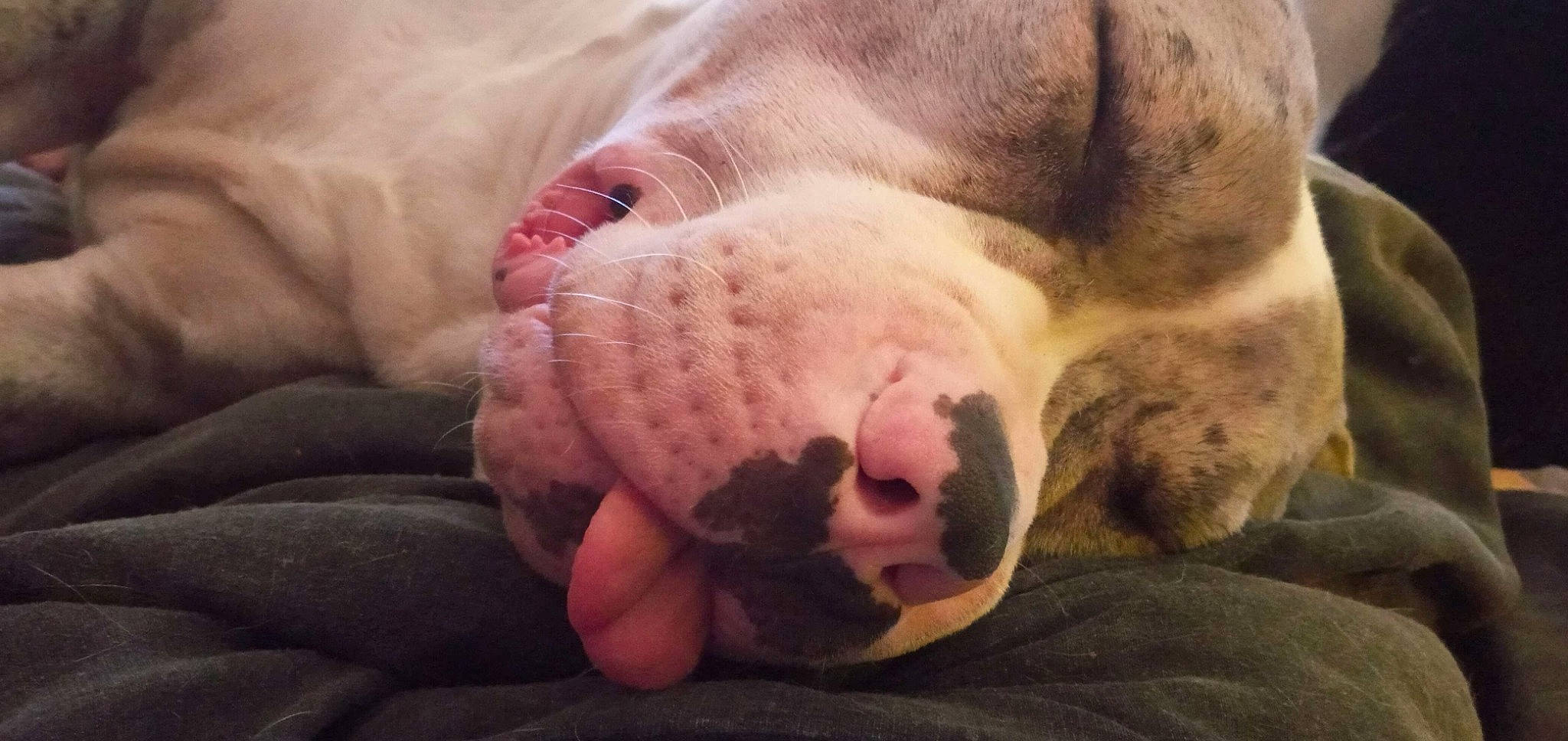 Chuckles joined the competition — help win amazing prizes! canidae, carnivore, cloud, comfort, companion_dog, dog, dog_breed, fawn, felidae, foot, fur, jaw, nap, paw, snout, sporting_group, terrestrial_animal, whiskers, wildlife, wrinkle