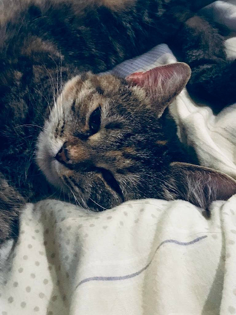 Maze joined the competition — help win amazing prizes! carnivore, cat, claw, comfort, domestic_short_haired_cat, eye, felidae, fur, grass, mountain, nap, paw, small_to_medium_sized_cats, snout, tail, terrestrial_animal, tree, vertebrate, whiskers, wildlife