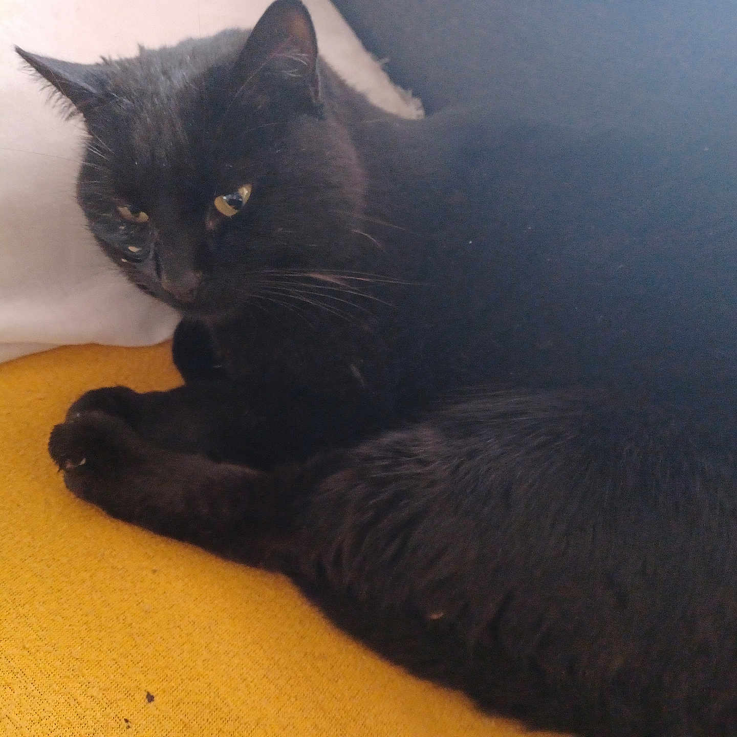 Chounet participe au concours pour gagner de l'argent avec cette photo : animal, blackcat, cat, kitten, manx, pet