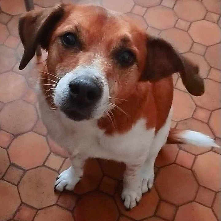 Elista a rejoint le concours — aidez-le/la à gagner de superbes lots ! dog, brown, white, pet, animal, cute, ears, tail, floor, tile, looking_up, domestic, mammal, whiskers, sitting, indoor, companion, friendly, fur, canine