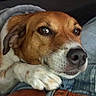 dog, close_up, resting, paw, denim, leg, brown_and_white, canine, pet, indoors, fur, snout, ears, relaxed, looking_away, domestic_animal, companion, portrait, animal_face, laying_down