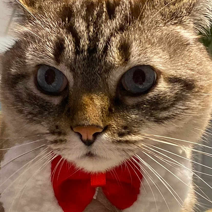 Milo participe au concours pour gagner de l'argent avec cette photo : carnivore, cat, claw, close_up, comfort, domestic_short_haired_cat, felidae, fur, iris, paw, photo_caption, small_to_medium_sized_cats, snout, terrestrial_animal, whiskers, window