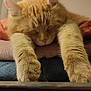 cat, ginger_cat, sleeping, paws, fur, cozy, blanket, indoors, resting, cute, pet, animal, whiskers, ears, feline, soft, relaxed, closeup, nap, home