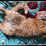 cat, ginger_cat, feline, pet, animal, bedspread, floral_pattern, relaxed, lying_down, fur, whiskers, indoor, cute, sleepy, resting, cozy, domestic, mammal, tail, collar