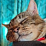 cat, tabby, sleeping, close_up, pet, whiskers, fur, nose, relaxed, animal, face, domestic_cat, collar, resting, cute, feline, indoor, portrait, peaceful, soft