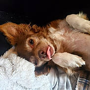 Johnny is registered to the contest to win money with this photo: animal, blanket, brown, closeup, companion, cozy, cute, dog, fluffy, fur, indoor, lying_down, paw, pet, relaxed, resting, sleepy, snuggle, tongue_out, warm