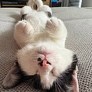 Ava a rejoint le concours — aidez-le/la à gagner de superbes lots ! kitten, cat, sleeping, cute, black_and_white, pet, feline, whiskers, paws, nose, ears, fur, indoors, blanket, cozy, relaxing, closeup, bedroom, soft, resting