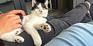 Ava a rejoint le concours — aidez-le/la à gagner de superbes lots ! cat, kitten, lap, person, hand, orange_eyes, black_and_white, indoor, furniture, couch, pants, petting, relaxing, casual, home, cozy, paw, whiskers, collar, comfort