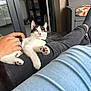 cat, kitten, lap, person, hand, orange_eyes, black_and_white, indoor, furniture, couch, pants, petting, relaxing, casual, home, cozy, paw, whiskers, collar, comfort