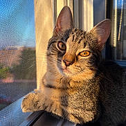 Athena a rejoint le concours — aidez-le/la à gagner de superbes lots ! cat, tabby, window, sunlight, mesh_screen, animal, pet, fur, whiskers, ears, amber_eyes, resting, indoor, curious, closeup, daylight, shadow, soft_light, relaxed, feline