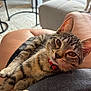Athena participe au concours pour gagner de l'argent avec cette photo : cat, tabby, pet, collar, indoor, lap, feline, animal, relaxed, cozy, person, legs, living_room, furniture, table, couch, whiskers, ears, closeup, domestic_animal