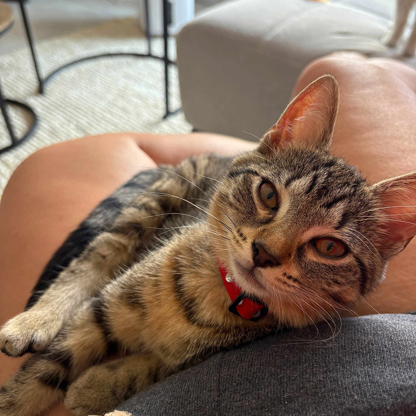 Athena participe au concours pour gagner de l'argent avec cette photo : animal, cat, closeup, collar, couch, cozy, domestic_animal, ears, feline, furniture, indoor, lap, legs, living_room, person, pet, relaxed, tabby, table, whiskers