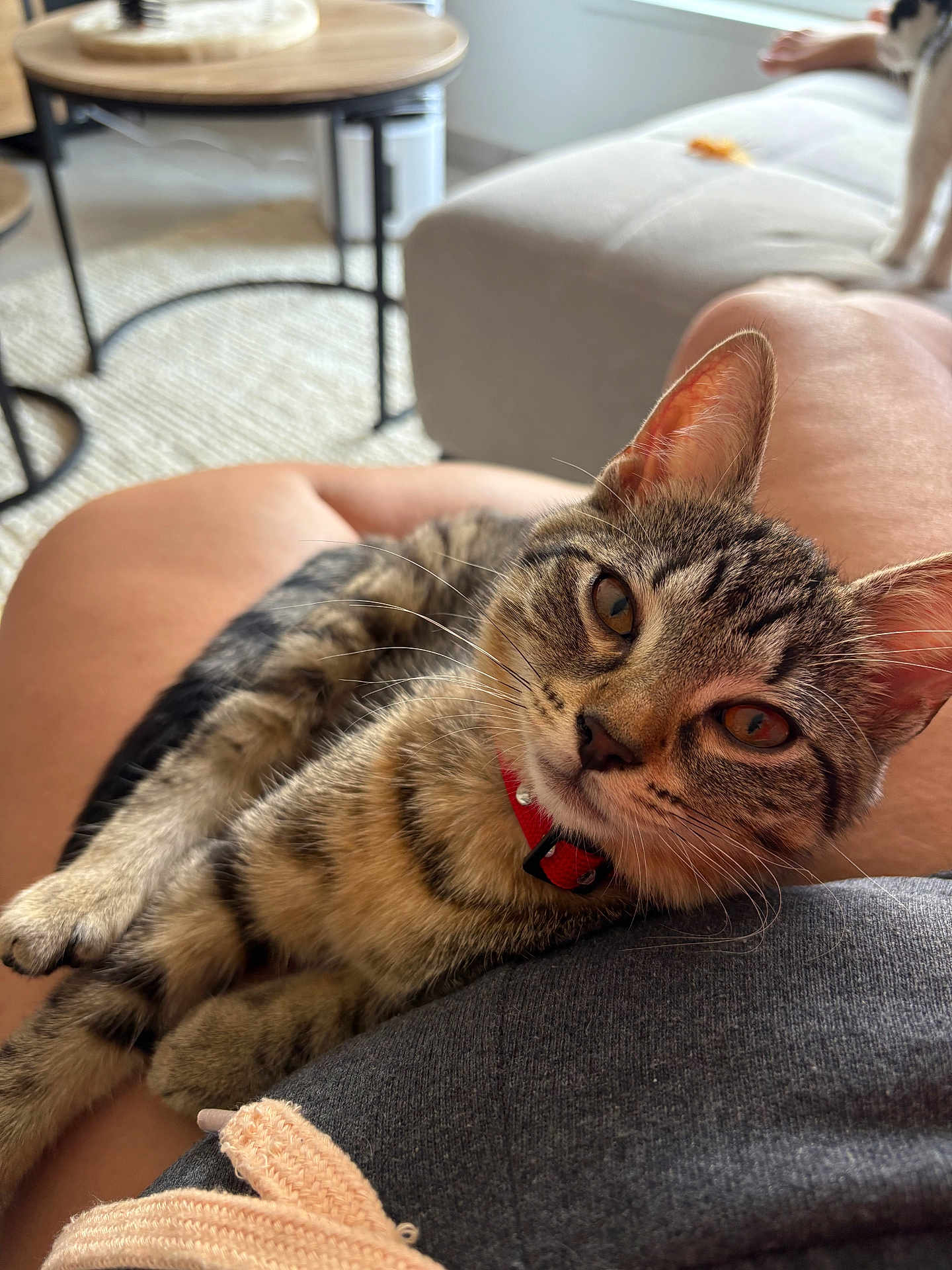 Athena participe au concours pour gagner de l'argent avec cette photo : cat, tabby, pet, collar, indoor, lap, feline, animal, relaxed, cozy, person, legs, living_room, furniture, table, couch, whiskers, ears, closeup, domestic_animal