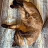 Stewie joined the competition — help win amazing prizes! cat, siamese_cat, sleeping, curled_up, pet, feline, collar, indoor, blanket, texture, cozy, resting, fur, paw, animal, cute, relaxation, home, comfort, nap