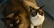 Stewie is registered to the contest to win money with this photo: cat, pets, animal, indoor, couch, gray_couch, two_cats, blue_eyes, fur, whiskers, sitting, looking_up, domestic_cat, cute, companionship, relaxed, feline, close_together, brown_fur, white_fur