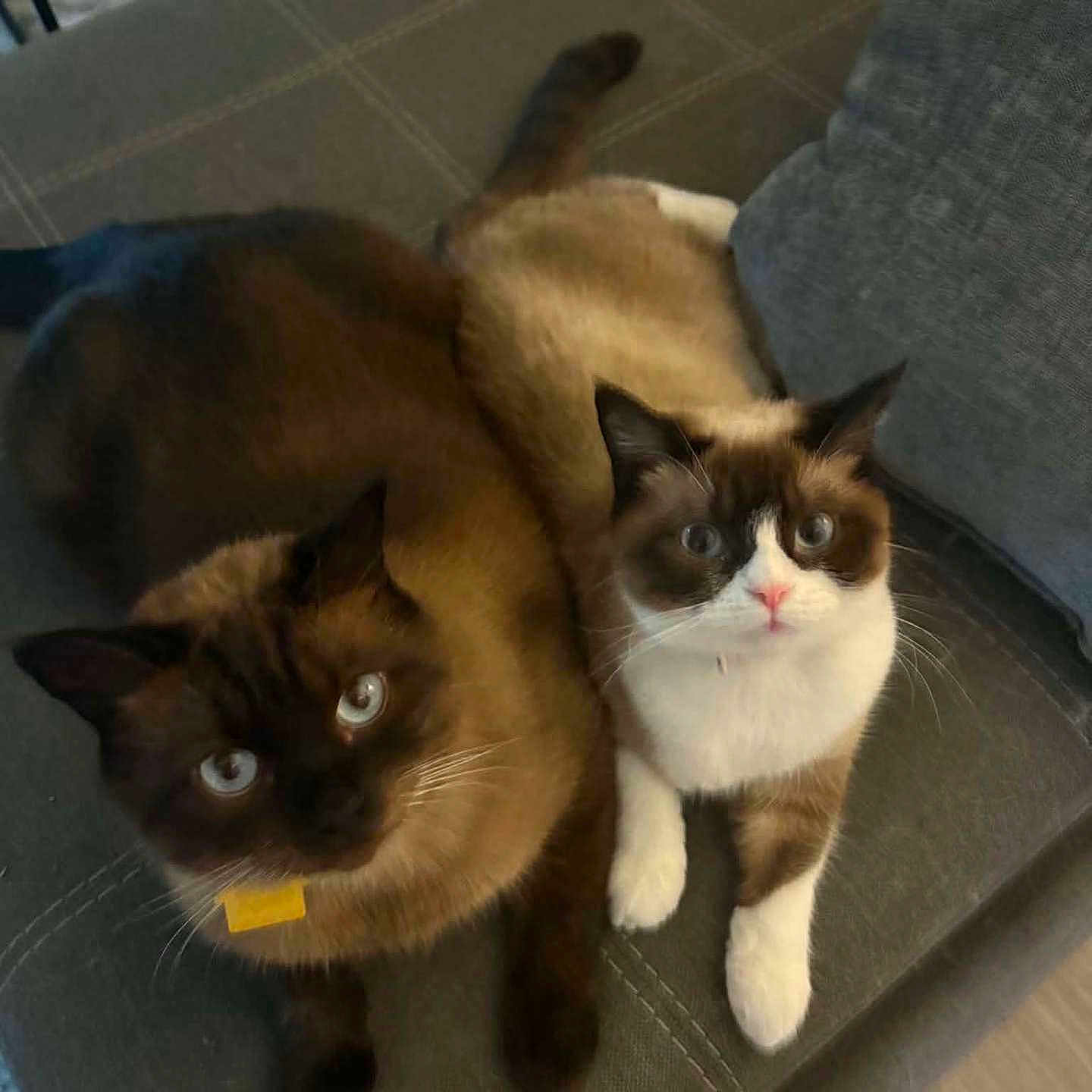 Stewie is registered to the contest to win money with this photo: cat, pets, animal, indoor, couch, gray_couch, two_cats, blue_eyes, fur, whiskers, sitting, looking_up, domestic_cat, cute, companionship, relaxed, feline, close_together, brown_fur, white_fur
