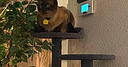 Stewie is registered to the contest to win money with this photo: animal, brown_cat, cat, cat_tree, cats, cozy, curious, domestic, furniture, home, indoor, multi_level, perch, pet, plant, relaxing, thermostat, wall, white_cat, yellow_tag