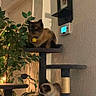 Stewie is registered to the contest to win money with this photo: cat, cats, cat_tree, indoor, plant, thermostat, furniture, pet, animal, cozy, multi_level, perch, yellow_tag, wall, home, relaxing, curious, brown_cat, white_cat, domestic