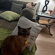 Stewie joined the competition — help win amazing prizes! cat, indoor, living_room, sofa, cushion, lamp, table, wood_floor, pet, domestic_animal, furniture, cozy, curious, brown_cat, white_cat, resting, home, relaxing, animal, companion