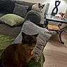 cat, indoor, living_room, sofa, cushion, lamp, table, wood_floor, pet, domestic_animal, furniture, cozy, curious, brown_cat, white_cat, resting, home, relaxing, animal, companion
