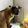 cat, siamese_cat, pet, animal, indoor, flower, roses, vase, collar, yellow_tag, white_shelf, curious, feline, fur, whiskers, natural_light, window_light, plant, home, decor