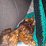 Toby joined the competition — help win amazing prizes! animal, ball, canine, cockerspaniel, couch, cushion, dog, football, furniture, homedecor, person, pet, puppy, rat, rodent, sleeping, sport, tennis, tennisball, terrier