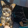Toby joined the competition — help win amazing prizes! animal, backpack, bag, ball, canine, couch, cushion, dog, football, furniture, homedecor, indoors, interiordesign, pet, pillow, puppy, soccer, soccerball, sport, terrier