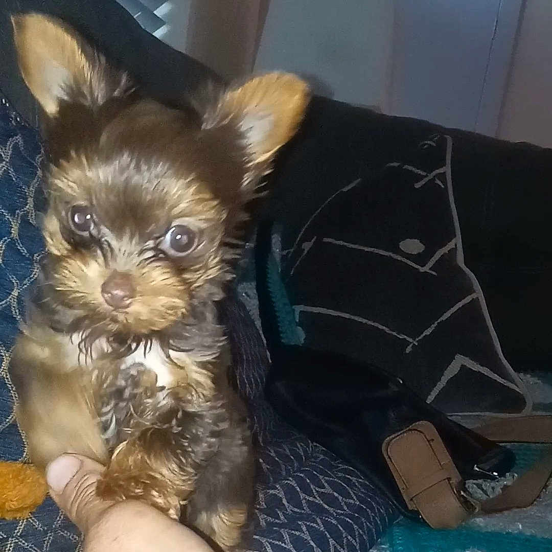 Toby
