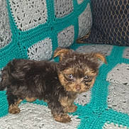 Toby joined the competition — help win amazing prizes! animal, architecture, blanket, building, canine, chihuahua, clothing, couch, cushion, dog, furniture, homedecor, indoors, knitwear, livingroom, pet, puppy, room, sweater, terrier