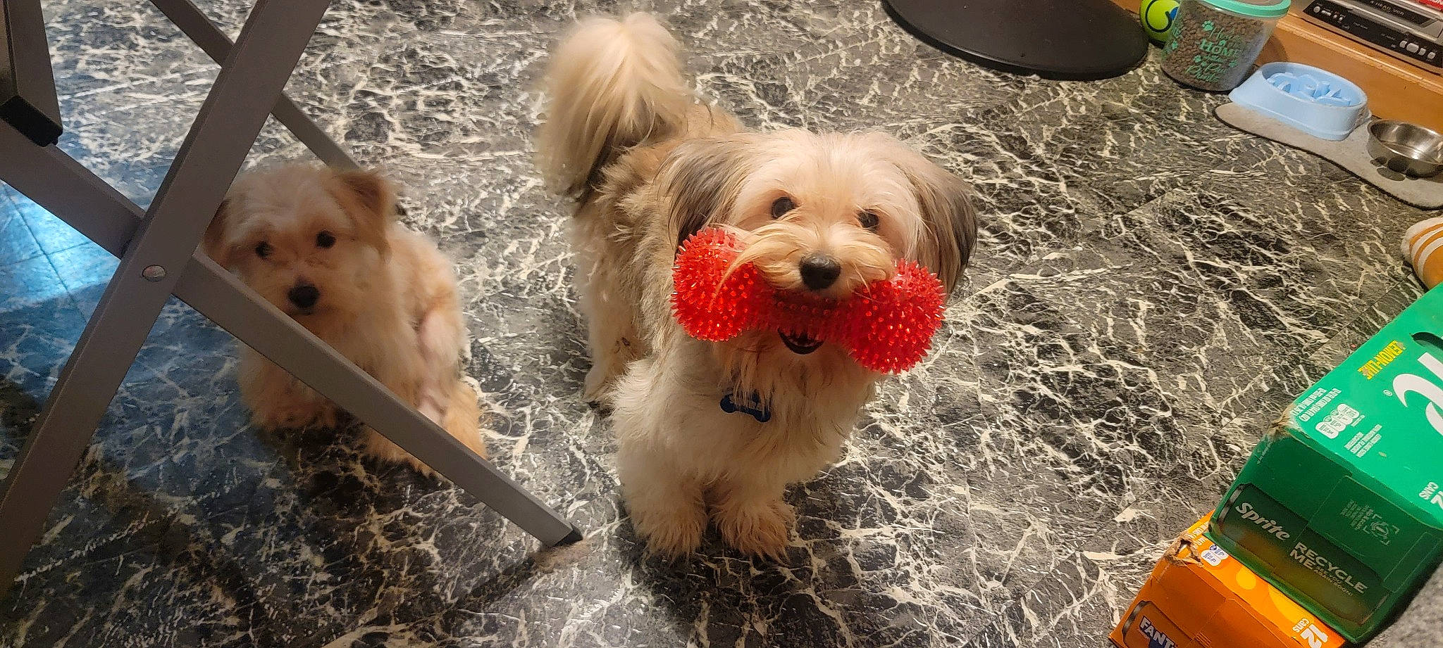 Ariel is registered to the contest to win money with this photo: canidae, carnivore, companion_dog, dog, dog_breed, dog_collar, dog_supply, fawn, fur, grass, maltepoo, pet_supply, puppy_love, small_terrier, snout, soil, sporting_group, terrier, toy_dog, working_animal