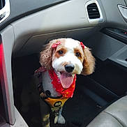 Zorie is registered to the contest to win money with this photo: dog, pet, car, bandana, harness, tongue_out, happy, fluffy_ears, bow, inside, vehicle, seat, dashboard, floor_mat, cute, animal, companion, portrait, smiling, canine