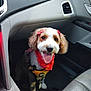 dog, pet, car, bandana, harness, tongue_out, happy, fluffy_ears, bow, inside, vehicle, seat, dashboard, floor_mat, cute, animal, companion, portrait, smiling, canine