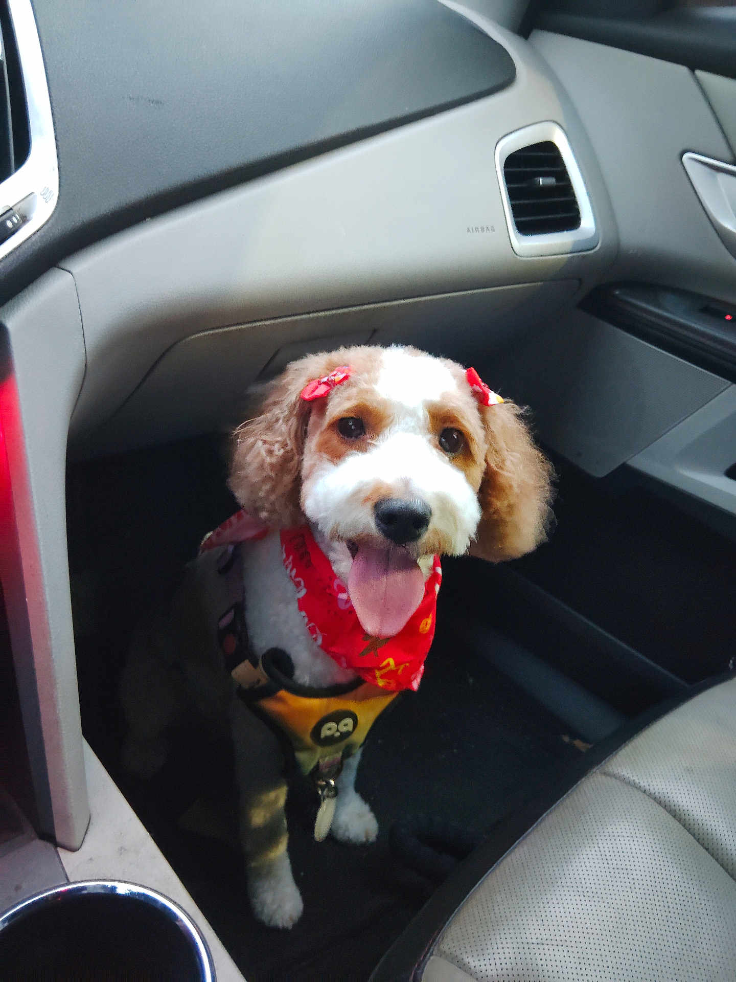 Zorie is registered to the contest to win money with this photo: dog, pet, car, bandana, harness, tongue_out, happy, fluffy_ears, bow, inside, vehicle, seat, dashboard, floor_mat, cute, animal, companion, portrait, smiling, canine