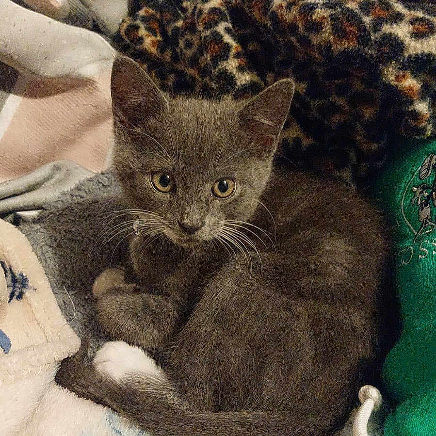 Snuggles