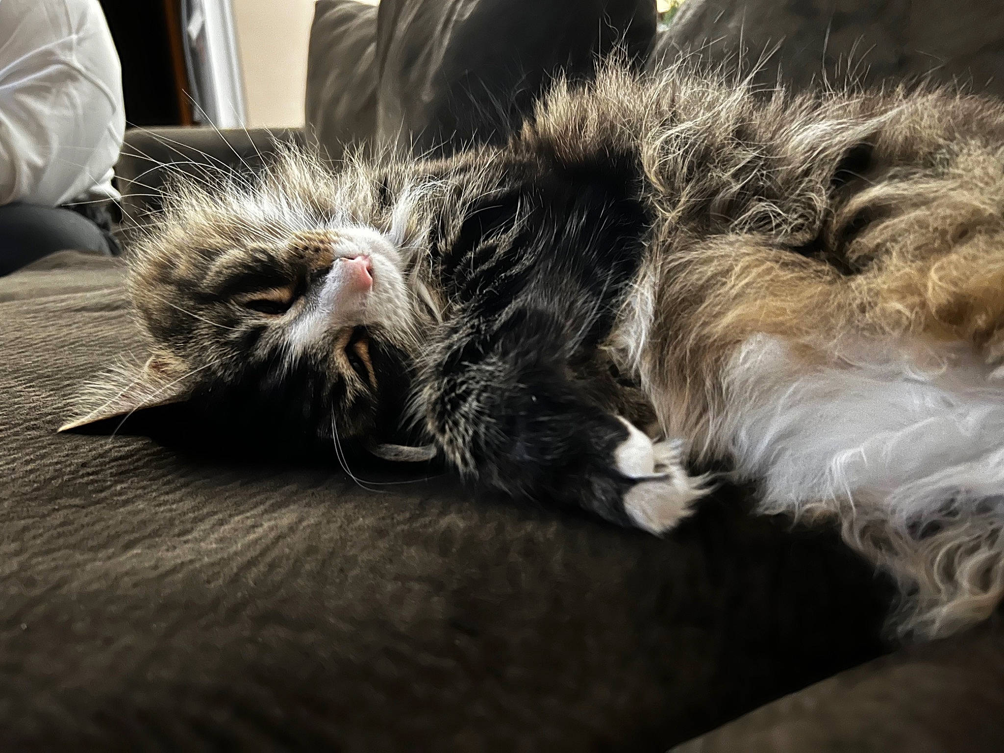 Ares is registered to the contest to win money with this photo: carnivore, cat, claw, comfort, domestic_short_haired_cat, felidae, foot, fur, grey, nap, paw, small_to_medium_sized_cats, snout, tail, whiskers