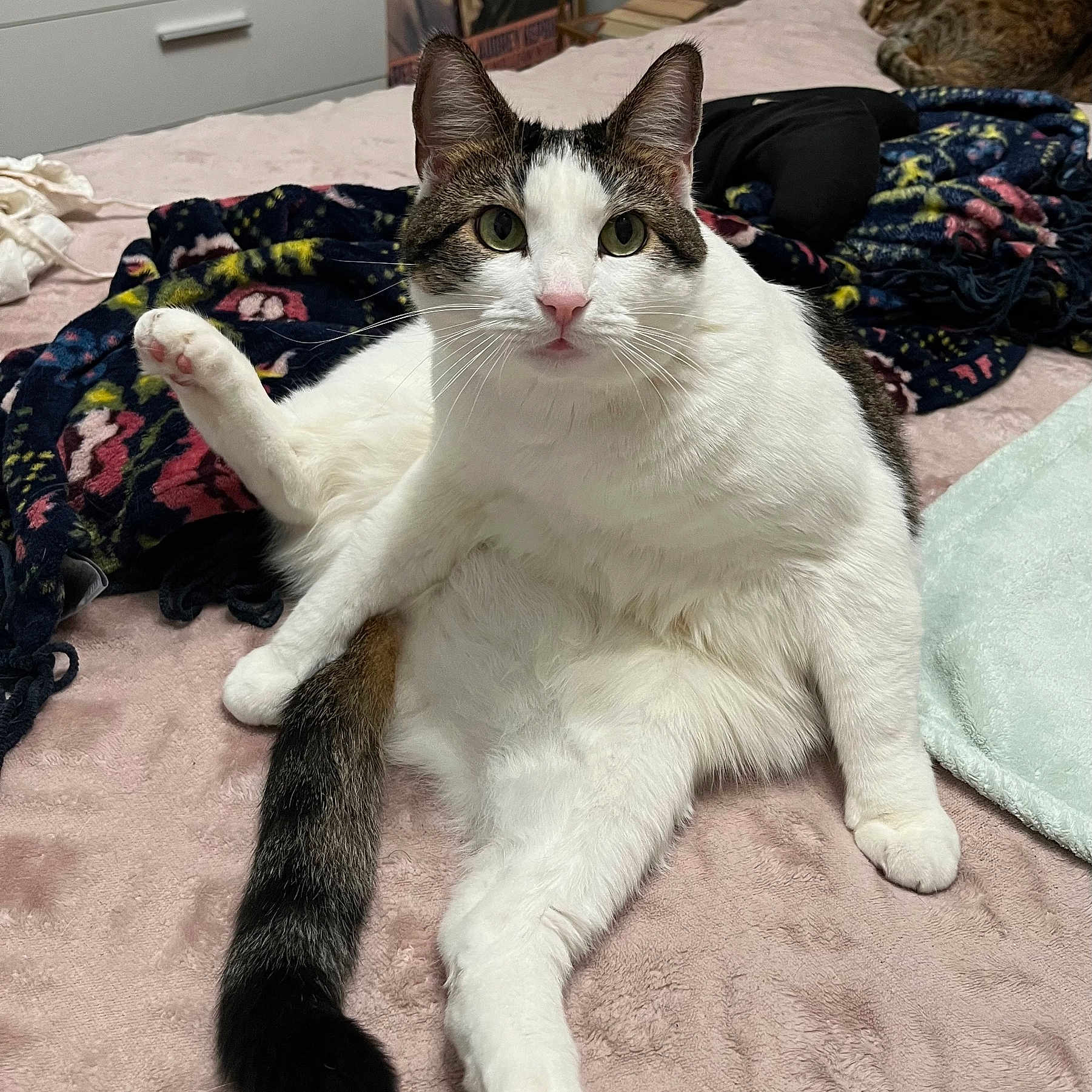 Bandit joined the competition — help win amazing prizes! abyssinian, animal, bed, bedroom, blanket, boy, cat, child, couch, furniture, homedecor, indoors, kitten, male, manx, person, pet, quilt, room, sleeping