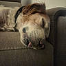 animal, brown, canine, closeup, collar, couch, cozy, dog, fur, furniture, home, indoor, nap, pet, relaxed, resting, sleeping, tan, tongue_out, white