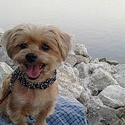 Debo joined the competition — help win amazing prizes! dog, small_dog, happy, panting, collar, leash, rocks, water, outdoor, nature, blue_cloth, pet, animal, sitting, tongue_out, fur, smiling, daylight, landscape, canine