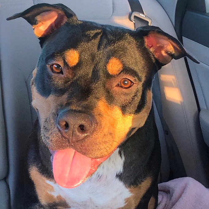 Piper Echo joined the competition — help win amazing prizes! animal, black_fur, brown_eyes, canine, car_interior, closeup, companion, daylight, dog, happy, leather_seat, pet, portrait, seatbelt, sitting, sunlight, tan_markings, tongue_out, vehicle, white_chest