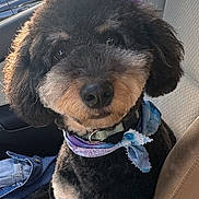 Bella Misty is registered to the contest to win money with this photo: dog, pet, car, seat, bandana, black, tan, fur, cute, animal, portrait, indoor, window, cloth, accessory, canine, sitting, looking, companion, domestic