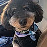 dog, pet, car, seat, bandana, black, tan, fur, cute, animal, portrait, indoor, window, cloth, accessory, canine, sitting, looking, companion, domestic