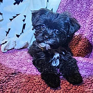 Ranger joined the competition — help win amazing prizes! puppy, dog, black_dog, white_patches, cute, fluffy, pet, canine, animal, lying_down, blanket, purple_blanket, cozy, indoor, soft_texture, fur, looking, young_dog, companion, adorable