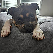 Sonny is registered to the contest to win money with this photo: dog, pet, animal, bed, blanket, paws, indoor, resting, window, blinds, fur, closeup, face, expression, cute, domestic, canine, relaxed, cozy, house